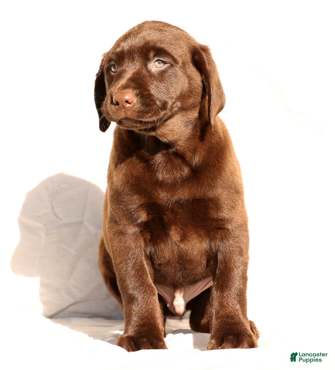Labrador Retriever dogs for sale: Spice - Ad 5