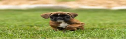 Boxer dogs for sale: Lori Boxer Puppy  - Ad 4