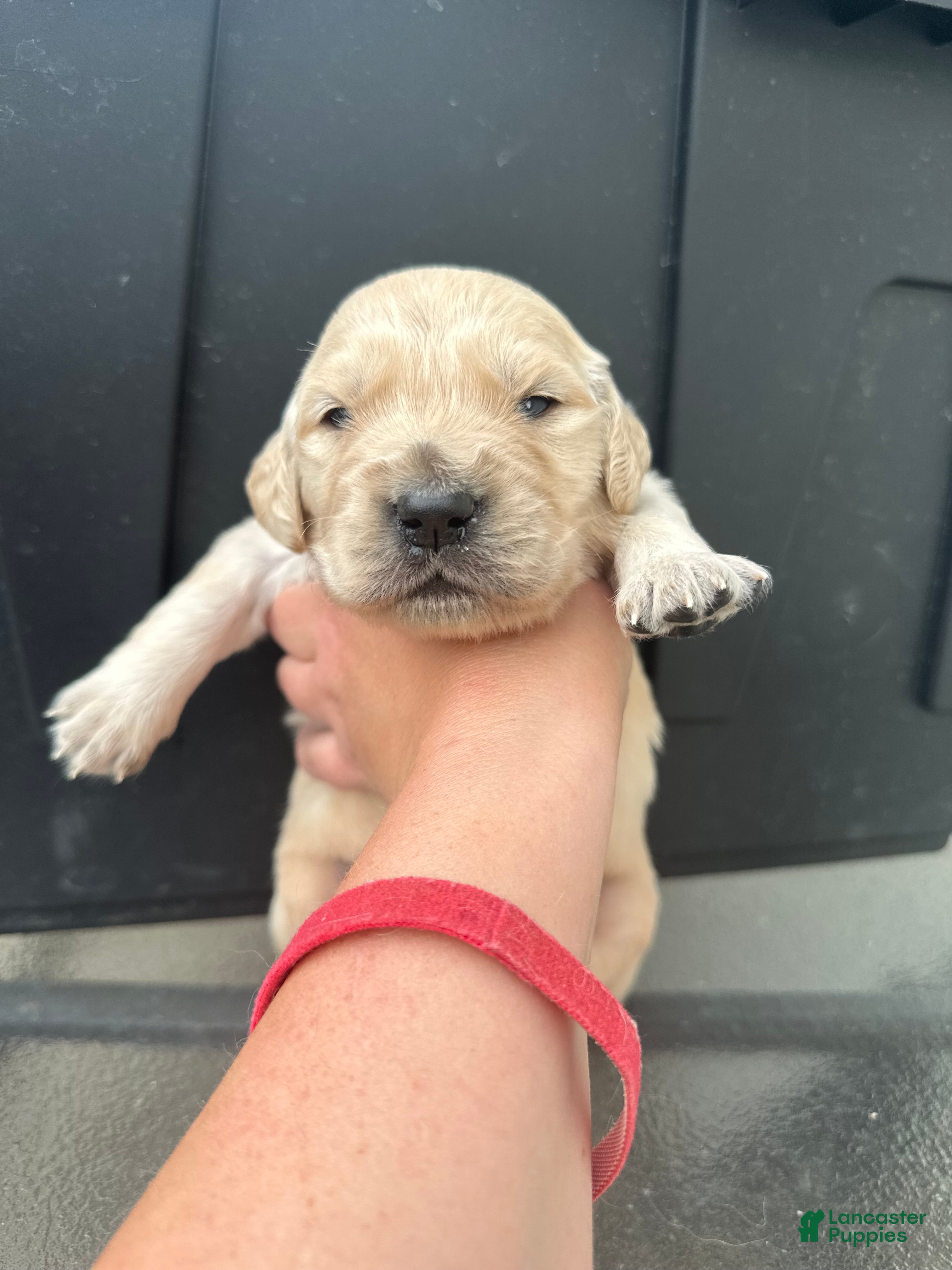 Golden Retriever dogs Penne - Ad 1