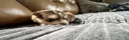 Mixed Breed dogs for sale: Red Girl - Ad 5