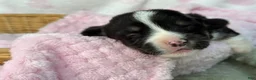 Mixed Breed dogs for sale: Black Full tail - Ad 3