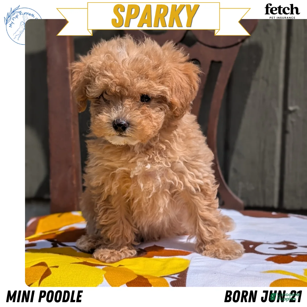 Miniature Poodle dogs for sale: Sparky - Ad 1