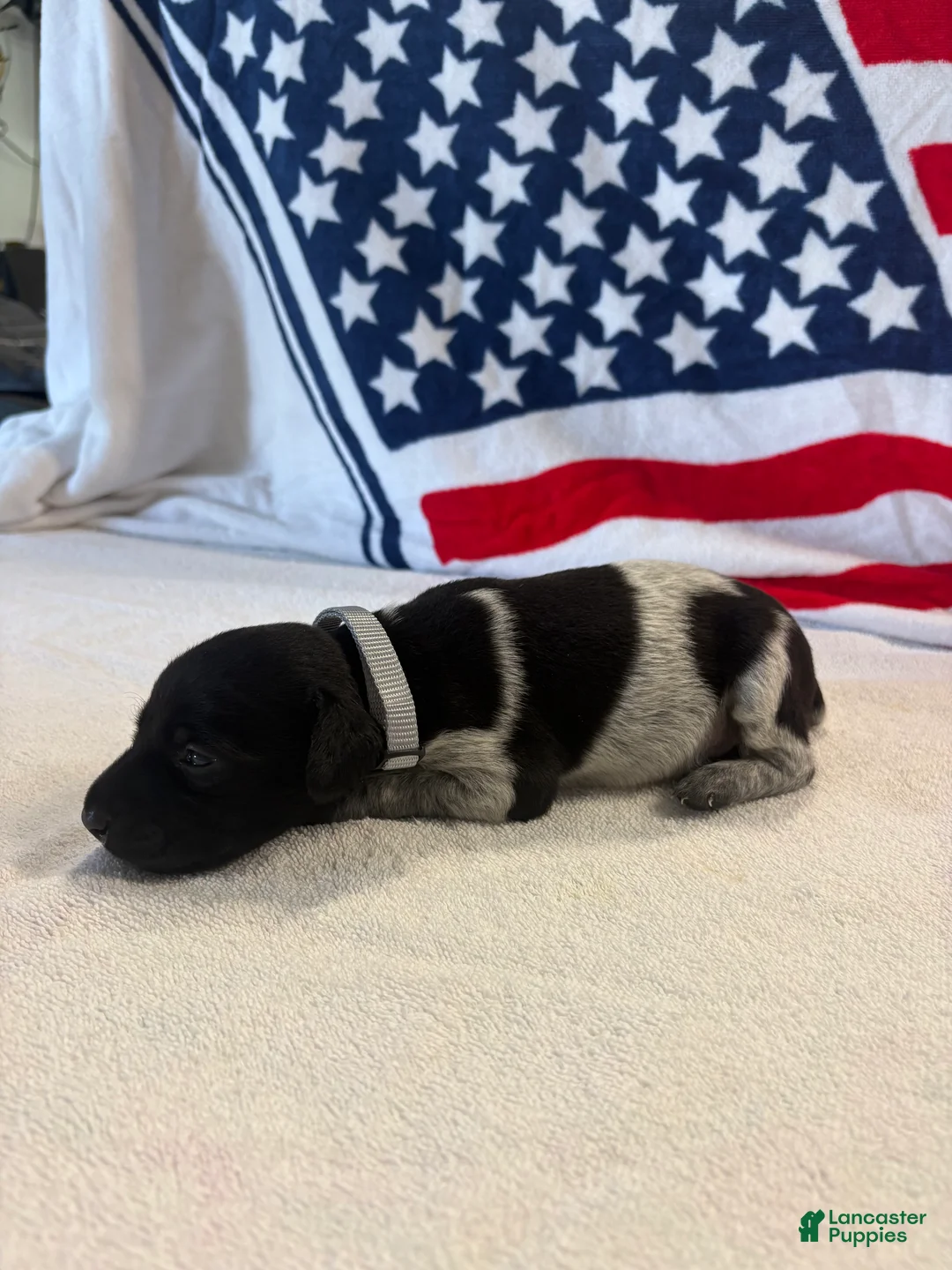German Shorthaired Pointer dogs for sale: German Shorthaired Pointer 10 - Ad 1
