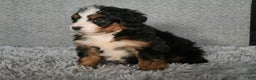 Mini Bernedoodle dogs for sale: Hunter - Ad 2