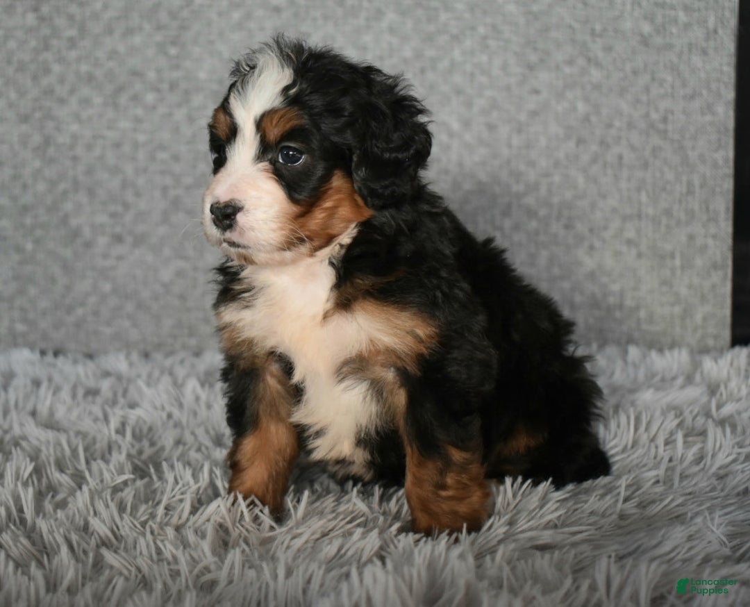 Mini Bernedoodle dogs for sale: Hunter - Ad 2