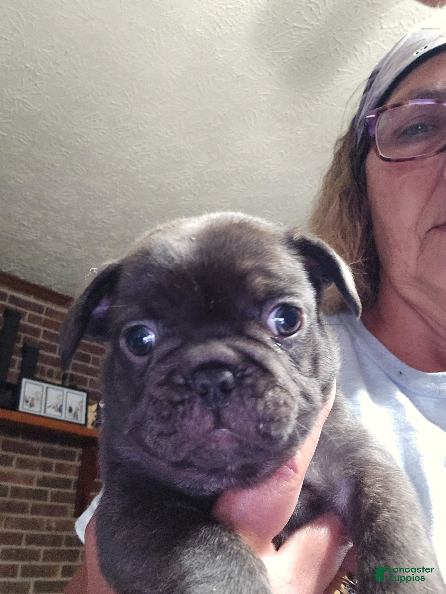 French Bulldog dogs for sale: French Bulldog Puppy 1 - Ad 3