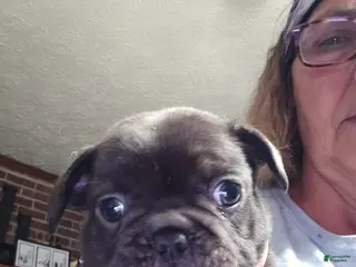 French Bulldog dogs for sale: French Bulldog Puppy 1 - Ad 3