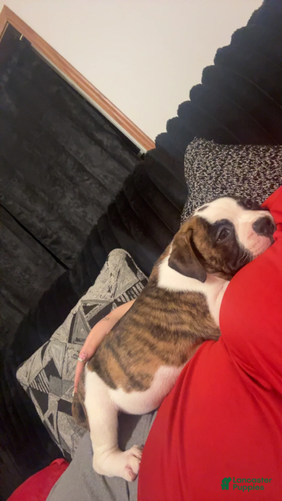 American Bulldog dogs for sale: American Bulldog 1 - Ad 2