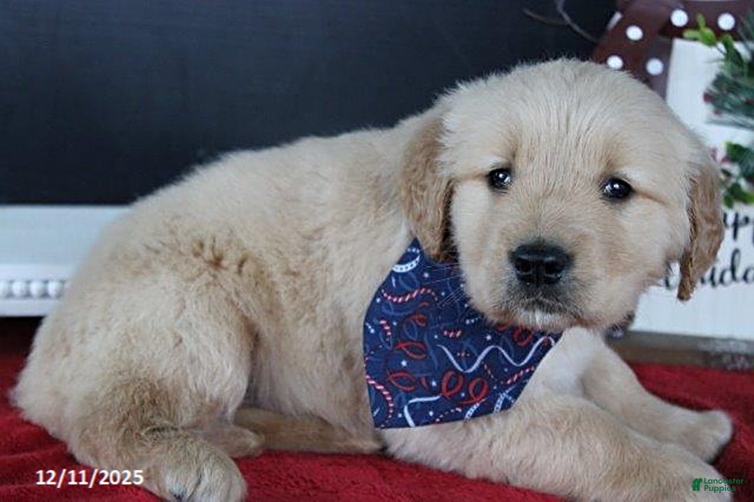 Golden Retriever dogs for sale: Cinnamon - Ad 2