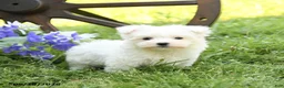 Maltese dogs for sale: Candy - Ad 4