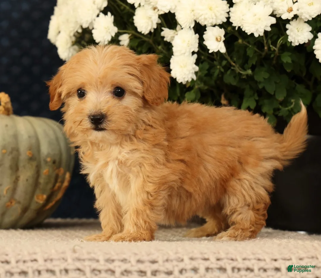 Havapoo dogs for sale: Kelly - Ad 2