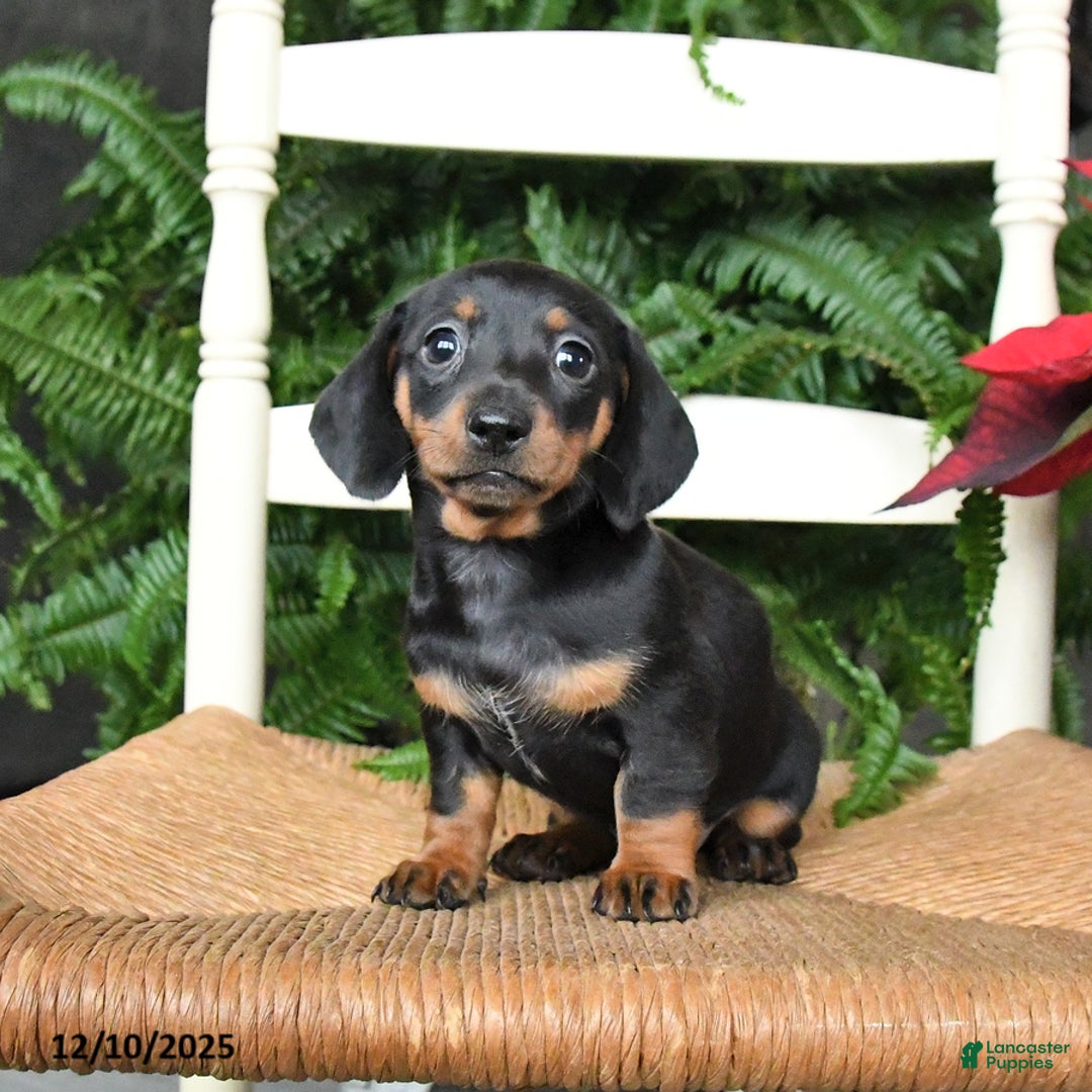 Miniature Dachshund dogs for sale: Dream  - Ad 1