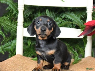 Miniature Dachshund dogs Dream - Ad 20