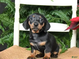 Miniature Dachshund dogs Dream - Ad 17