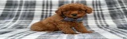 Cavapoo dogs for sale: Axel - Ad 7