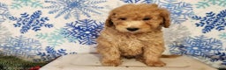 Mini Goldendoodle dogs for sale: Indy - Ad 4