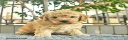 Mini Goldendoodle dogs for sale: Apollo  - Ad 3