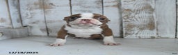 Boston Terrier dogs for sale: Holly  - Ad 3
