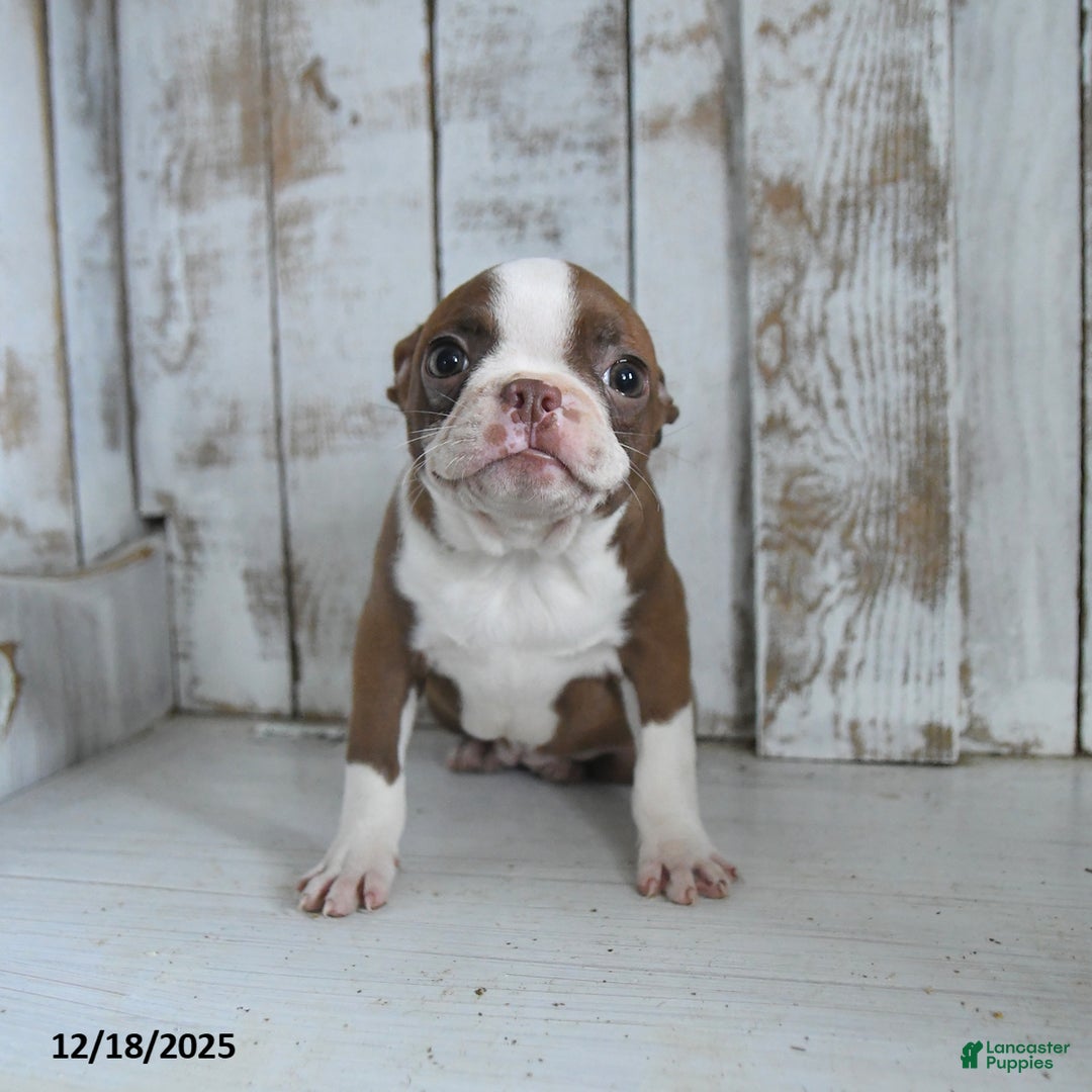 Boston Terrier dogs for sale: Holly  - Ad 3