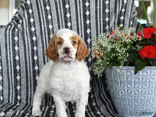 Standard Poodle dogs for sale: Van - Ad 3