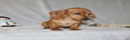 Miniature Dachshund dogs for sale: Cooper - Ad 2