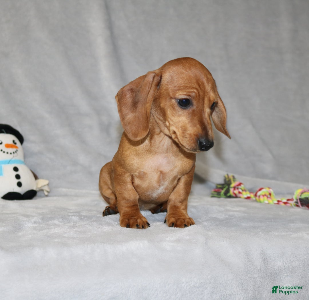 Miniature Dachshund dogs for sale: Cooper - Ad 2