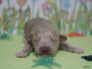 Havapoo dogs charlie - Ad 7