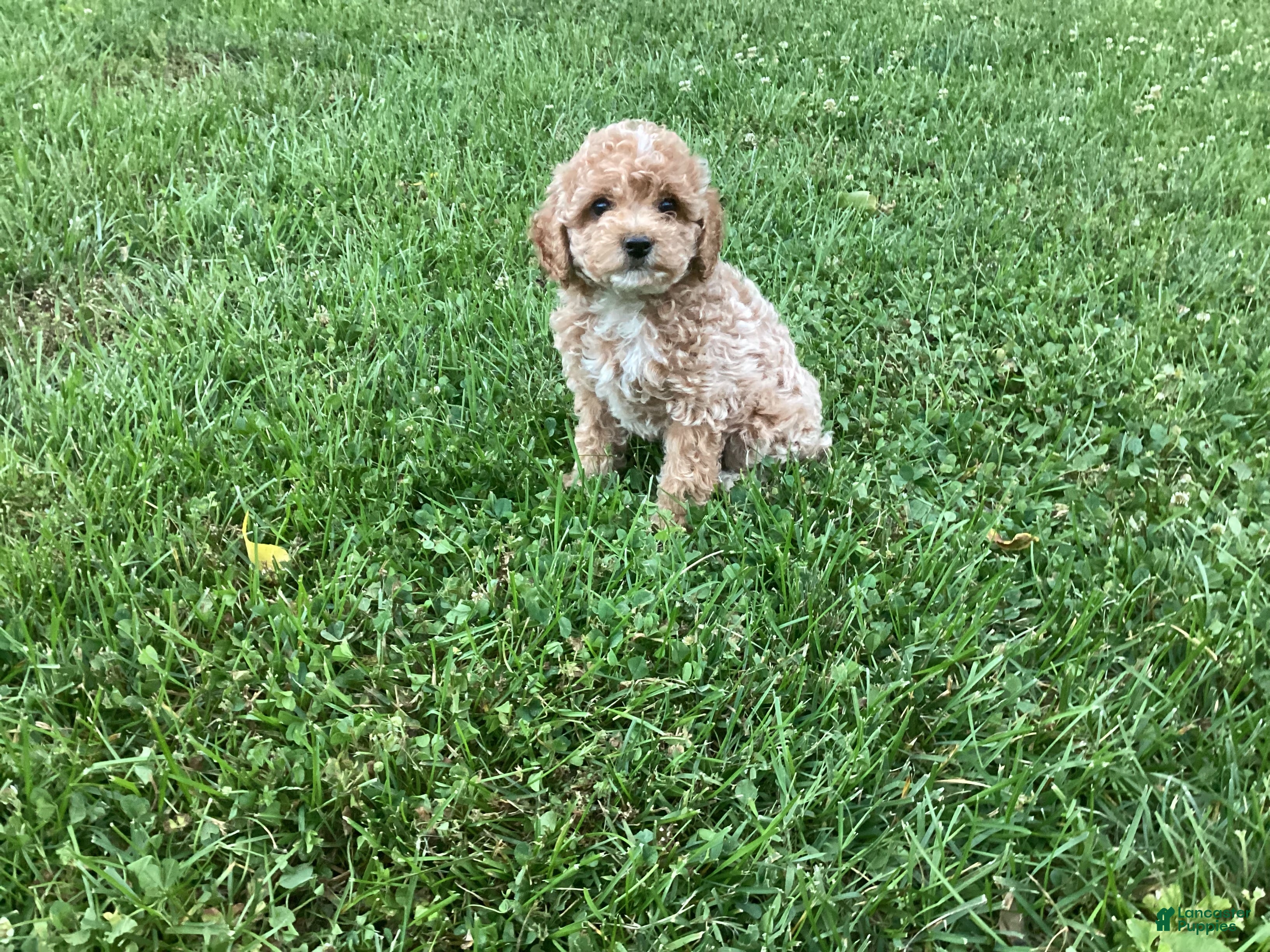Mini Goldendoodle dogs Nova - Ad 1