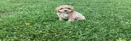 Mini Goldendoodle dogs for sale: Nova - Ad 3