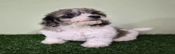 Miniature Poodle dogs for sale: Chevelle - Ad 4