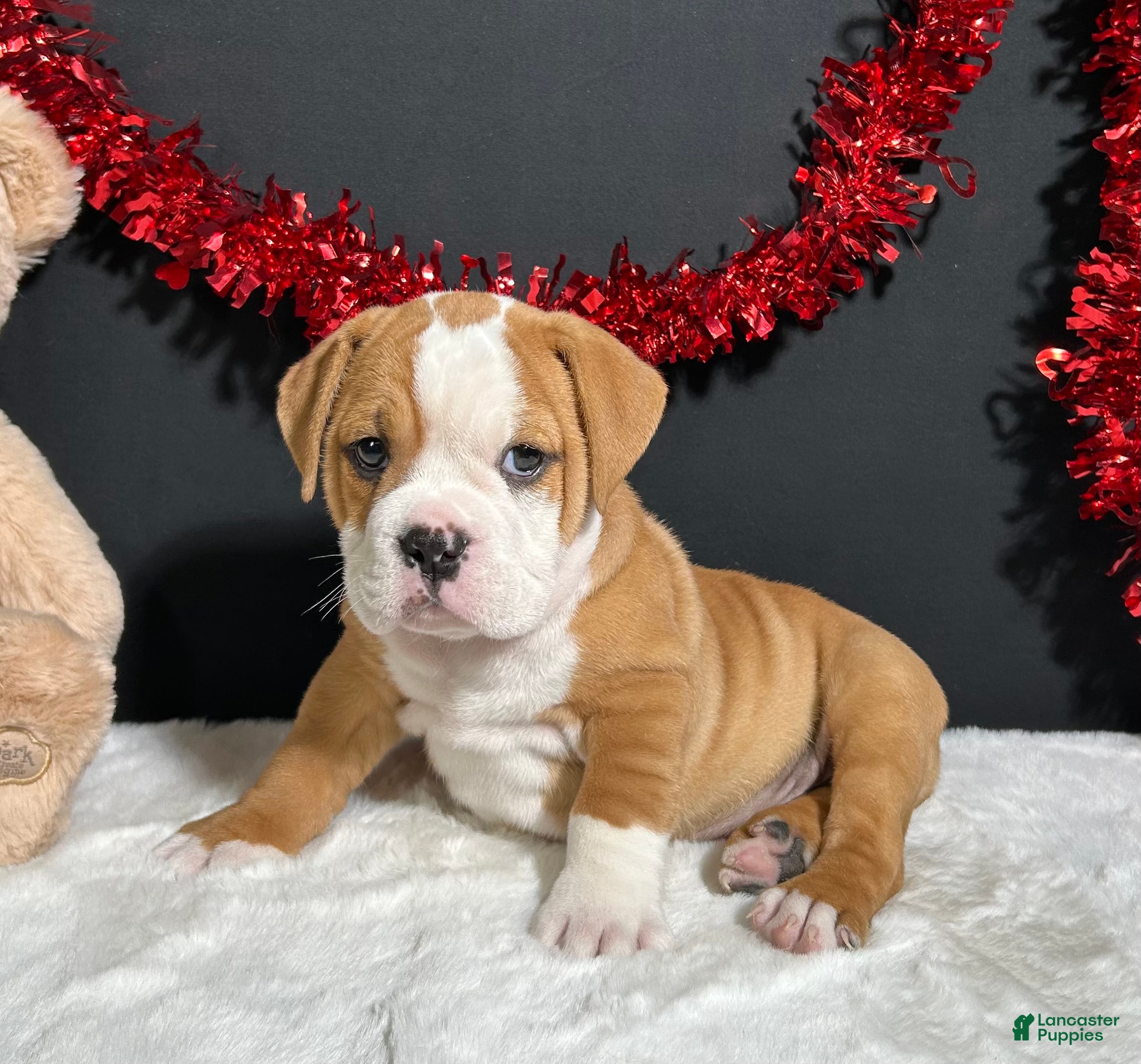 Beabull dogs Tator - Ad 12