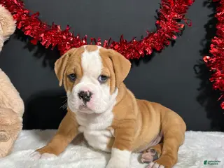 Beabull dogs Tator - Ad 12