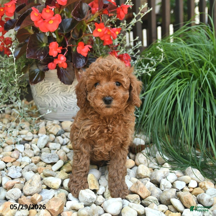 Toy Poodle dogs Jet  - Ad 2