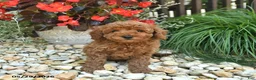 Toy Poodle dogs for sale: Jet  - Ad 2