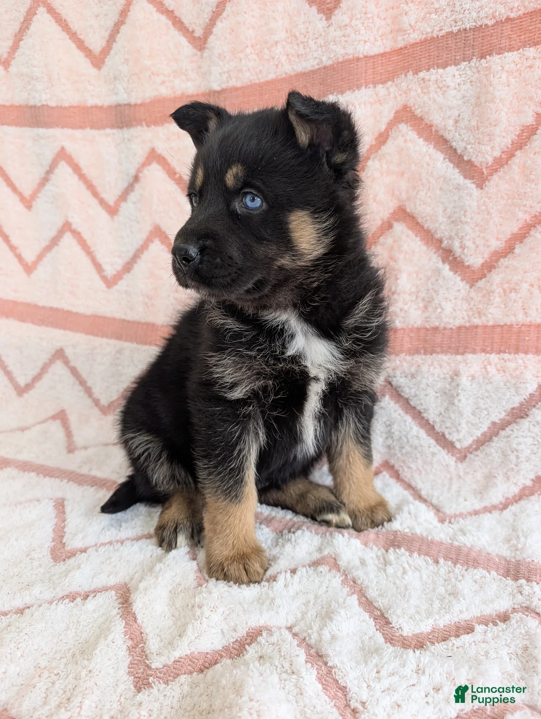 Gerberian Shepsky dogs for sale: Bessy - Ad 1