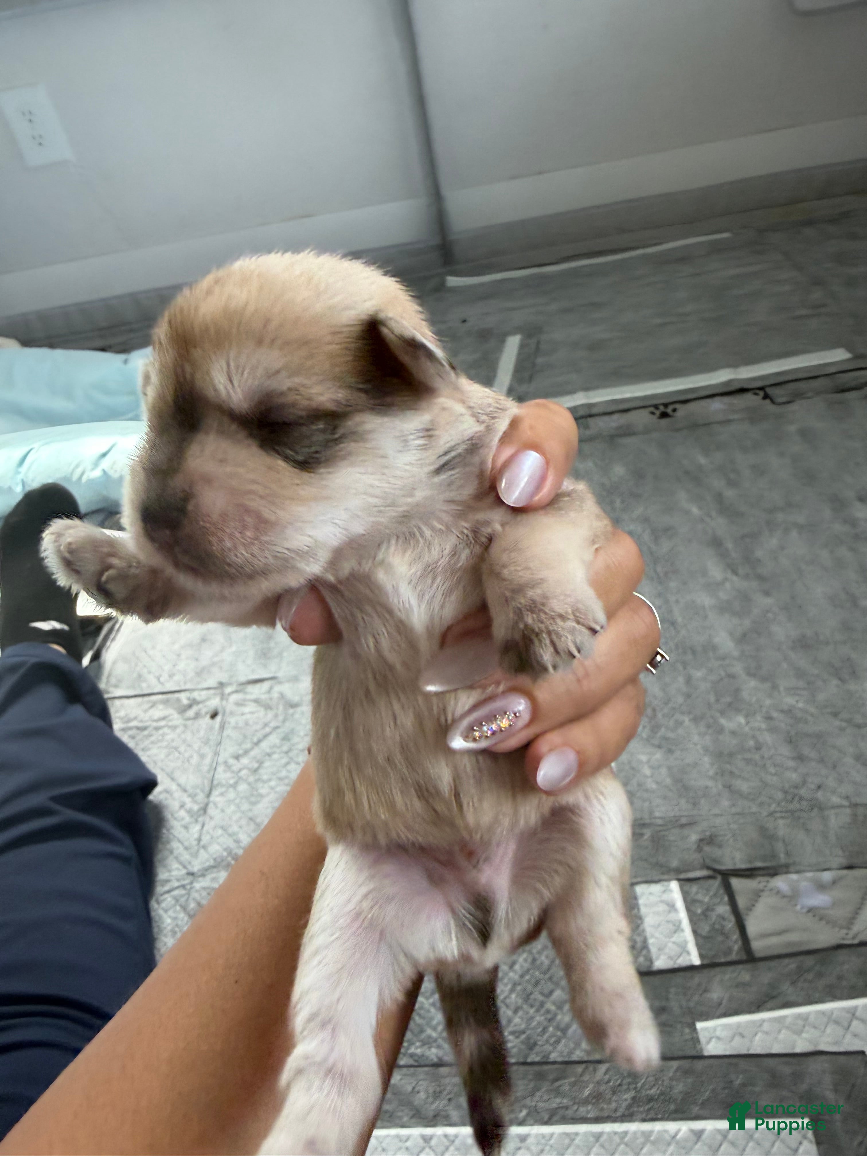 Miniature Schnauzer dogs Miniature Schnauzer Puppy 4 - Ad 4