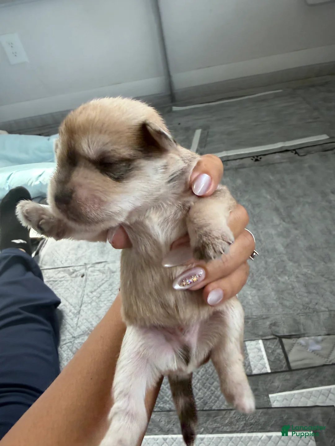 Miniature Schnauzer dogs for sale: Miniature Schnauzer Puppy 4 - Ad 1