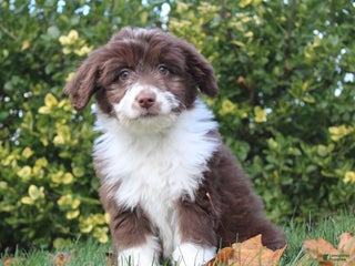 Mini Aussiedoodle dogs - Ad 26