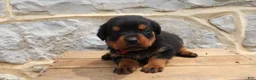 Rottweiler dogs for sale: Brya - Ad 4