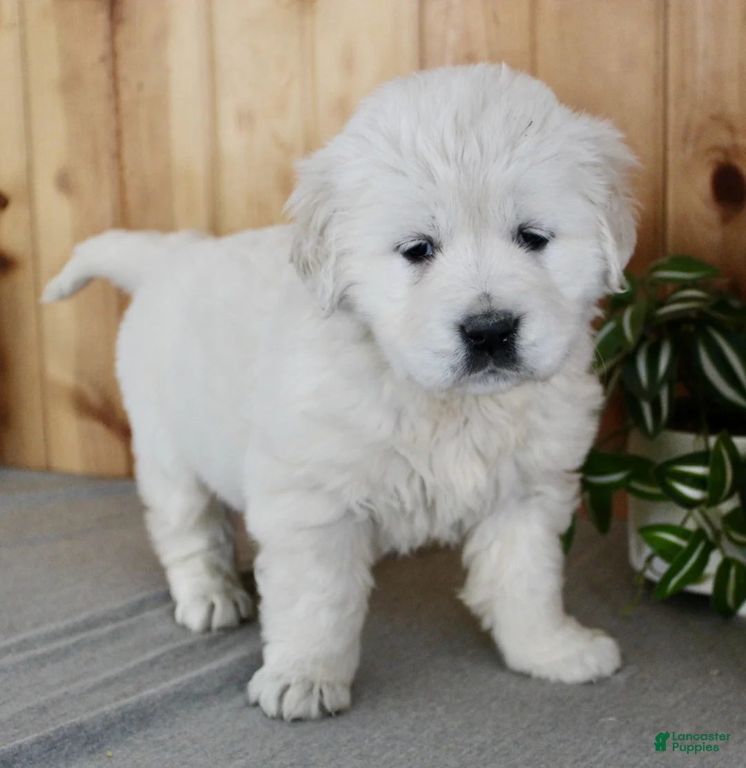 Golden Retriever dogs for sale: Cookie - Ad 4