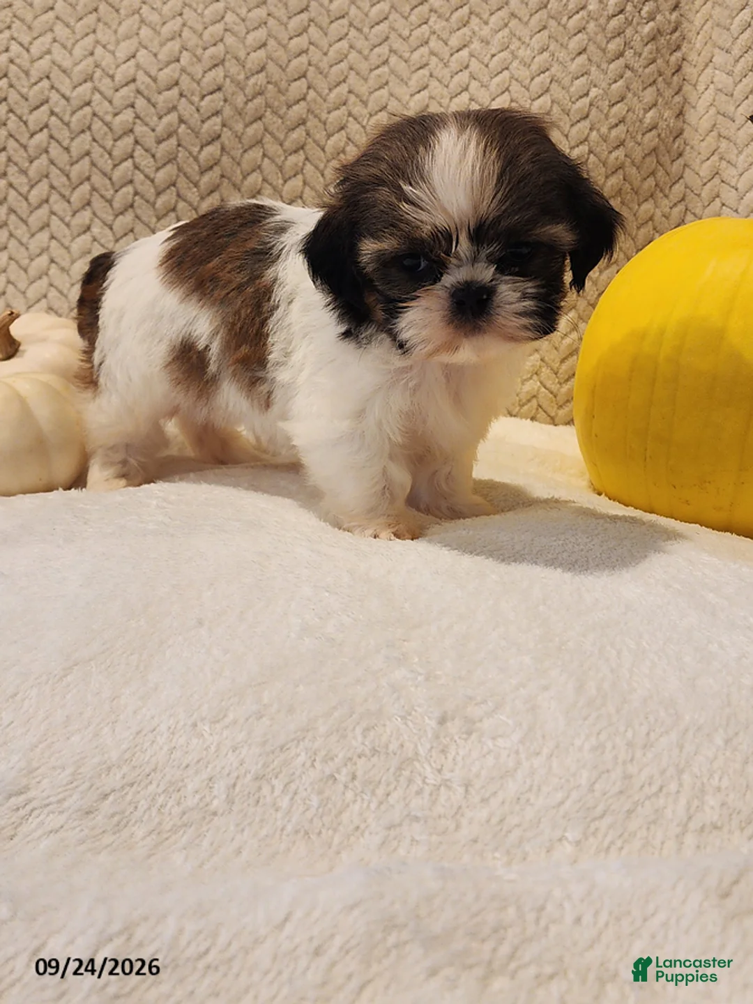 Shih Tzu dogs for sale: Dozer - Ad 3