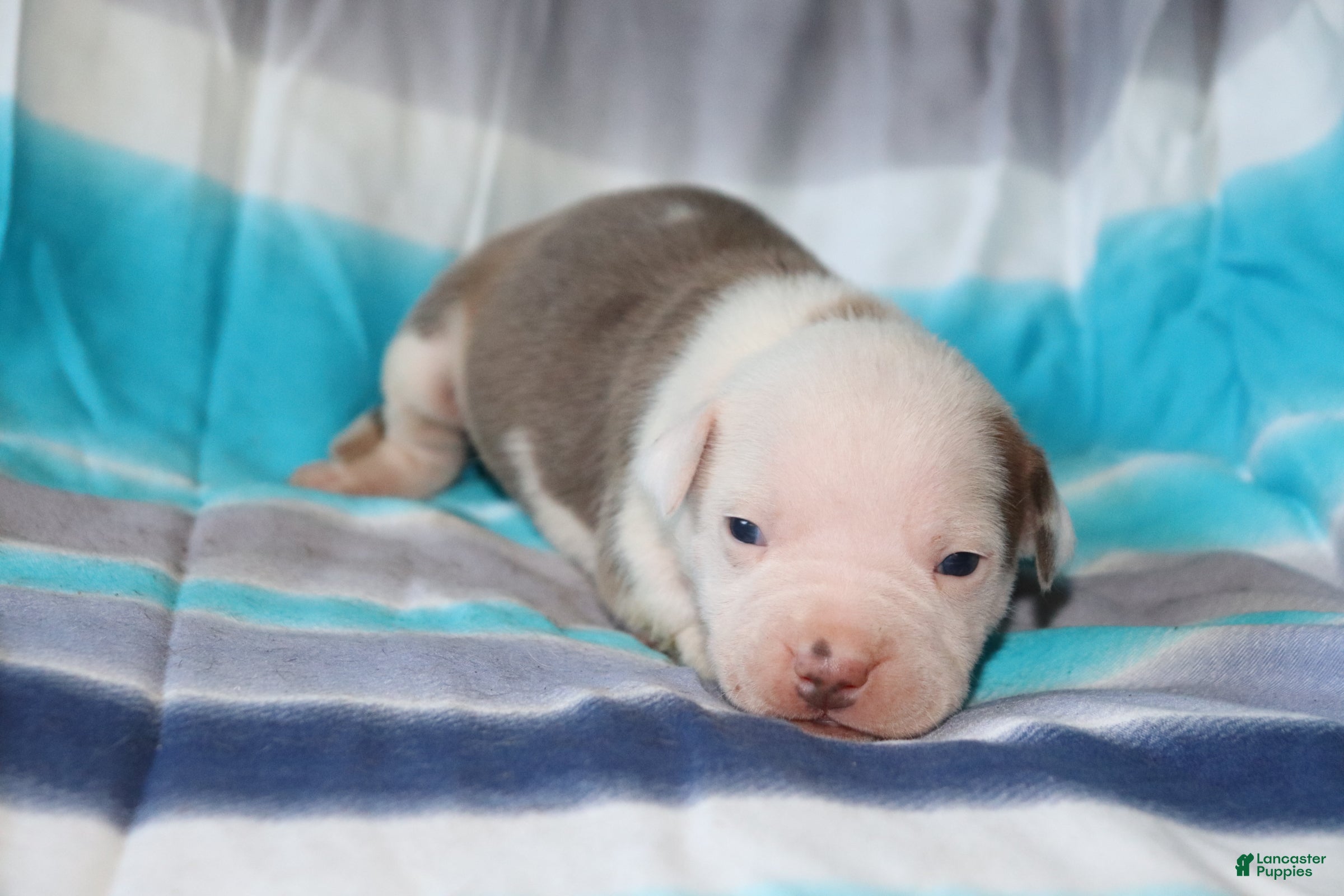American Bully dogs Mara - Ad 12