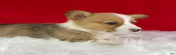 Welsh Corgi Pembroke dogs for sale: Maple - Ad 7