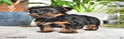 Yorkshire Terrier dogs for sale: Benji - Ad 3