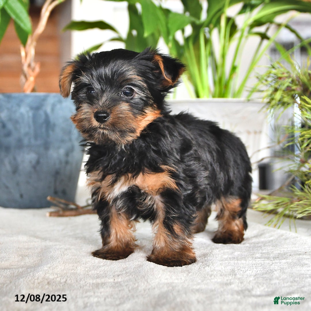 Yorkshire Terrier dogs for sale: Benji - Ad 3
