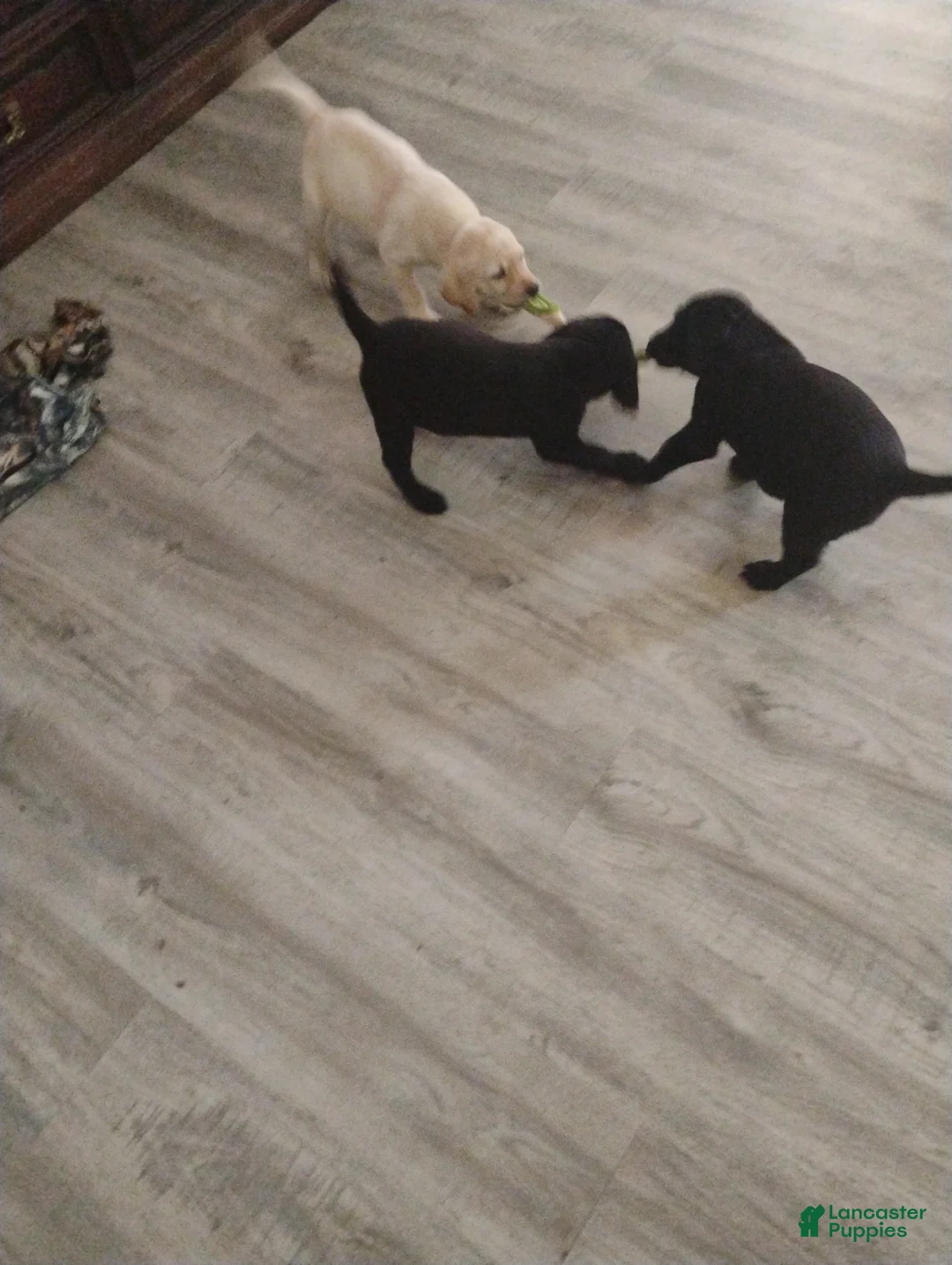 Labrador Retriever dogs for sale: Labrador Retriever 1 - Ad 2