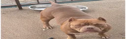 American Bully dogs for sale: American Bully Puppy 1 - Ad 6