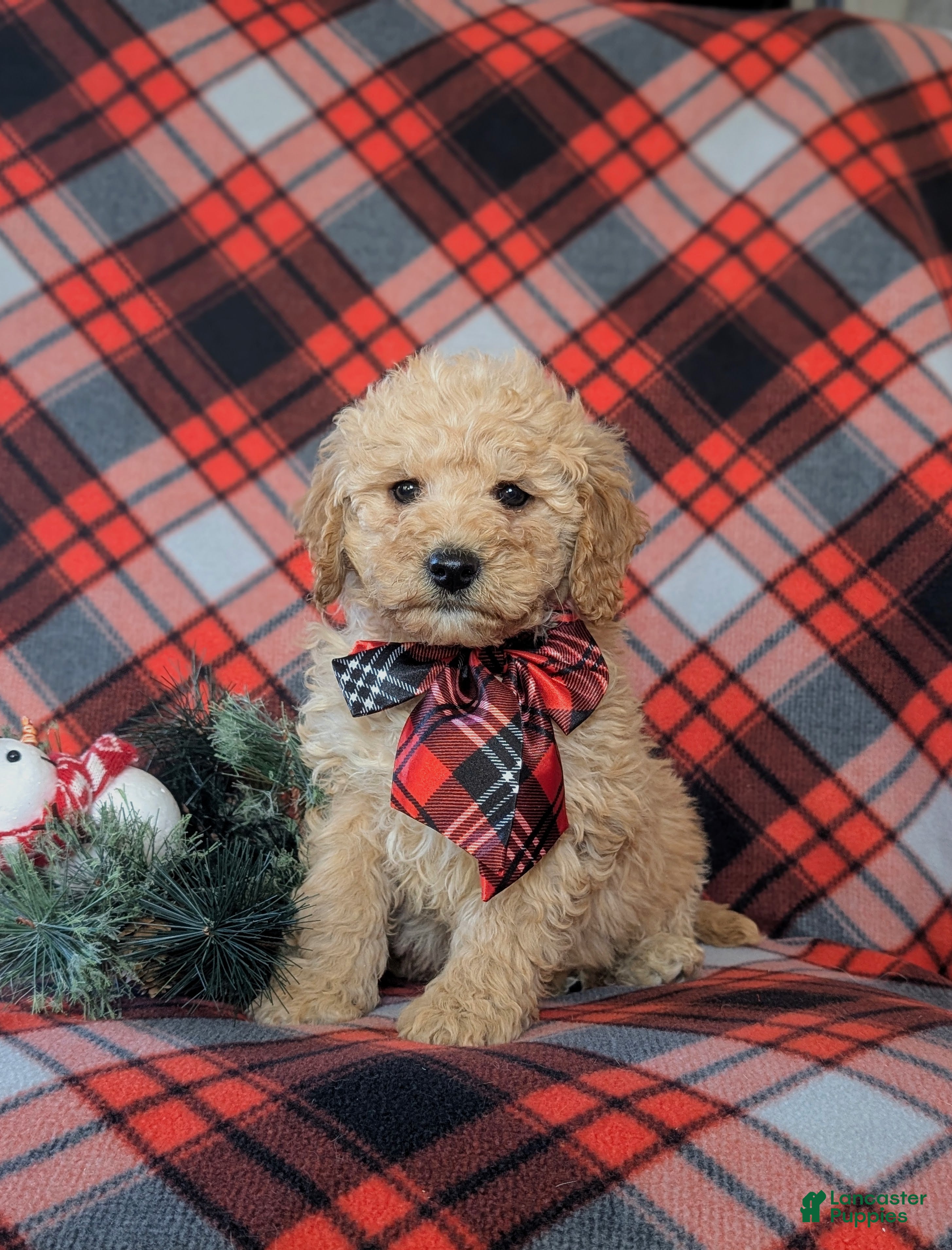 Cockapoo dogs Aiken Hypoallergenic - Ad 8