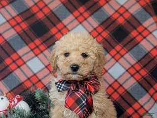 Cockapoo dogs Aiken Hypoallergenic - Ad 18