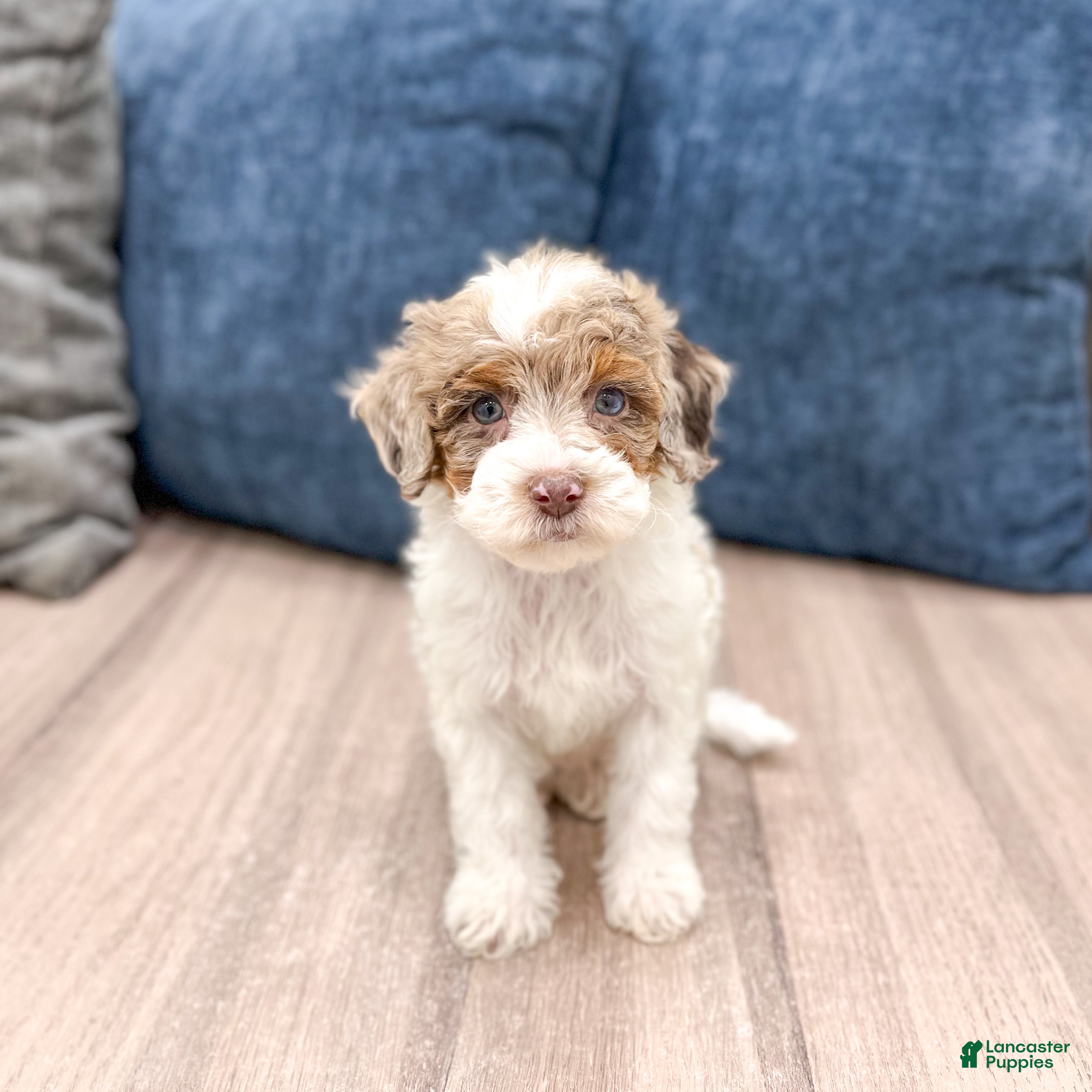 Miniature Poodle dogs for sale: Muffin - Ad 1